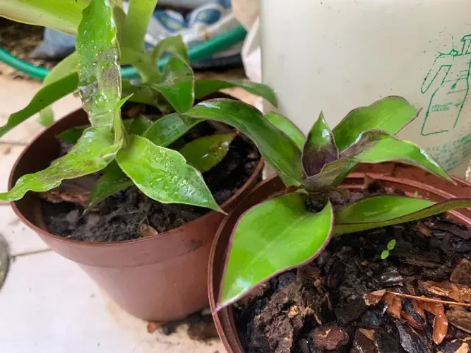 Muda de Callisia fragrans