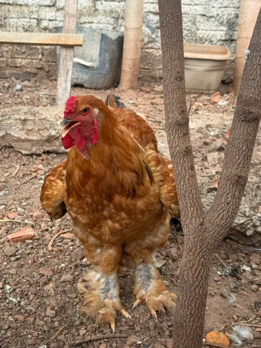 Galo novo Brahma