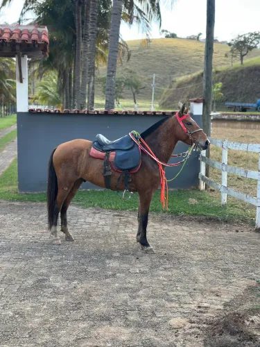 Cavalo castrado 