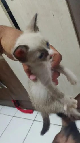 Gatos para adoção 