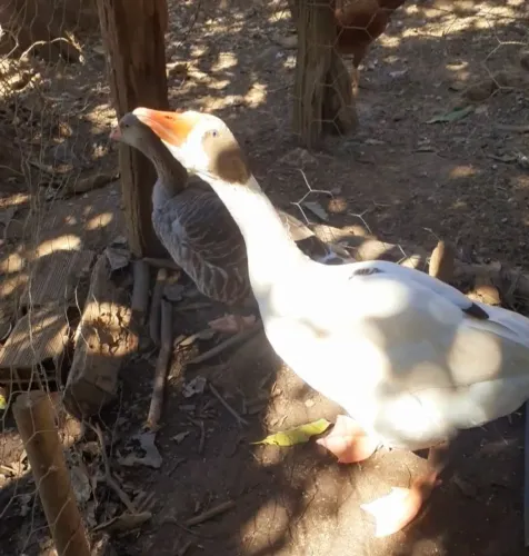 Vendo casal de ganso somente venda