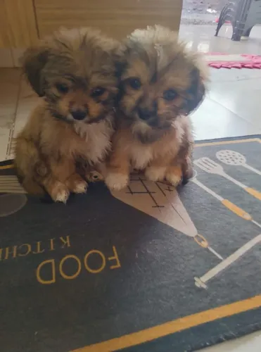 Cachorrinhos a venda