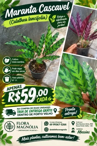 MARANTHA CASCAVEL (Calathea lancifolia)