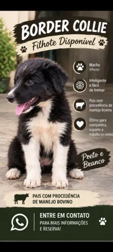 Filhote de Border Collie