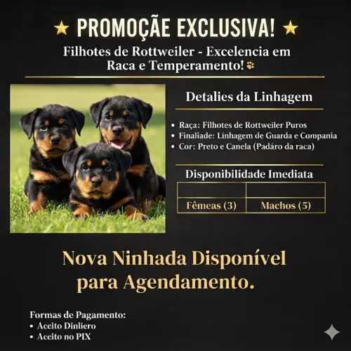 Filhotes de Rottweiler - Nova Ninhada Disponível para Reserva!