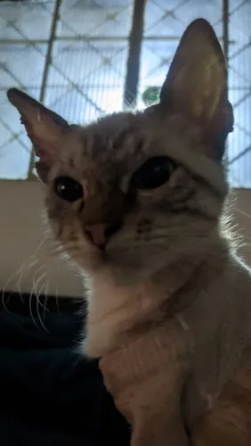 Doação gato macho filhote