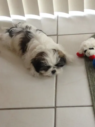 Shih Tzu Mini