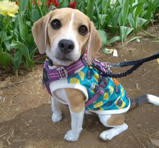 Filhote Beagle, Venha conhecer os rabinhos mais felizes da cidade!