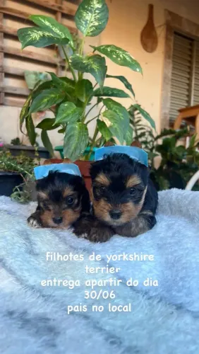Yorkshire Terrier Machos