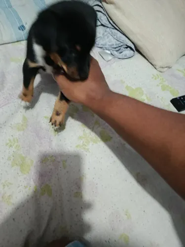 Pincher macho 