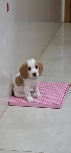 Filhote de Beagle Fêmea