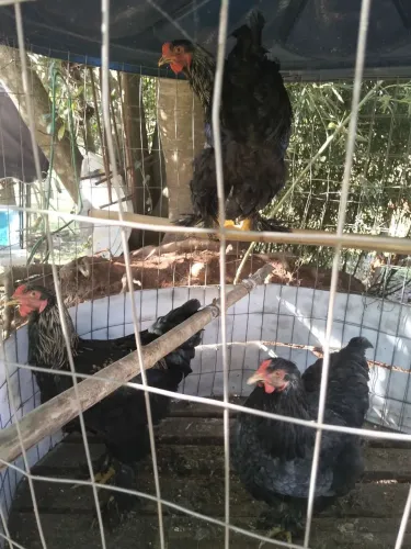 Galos Brama e uma galinha