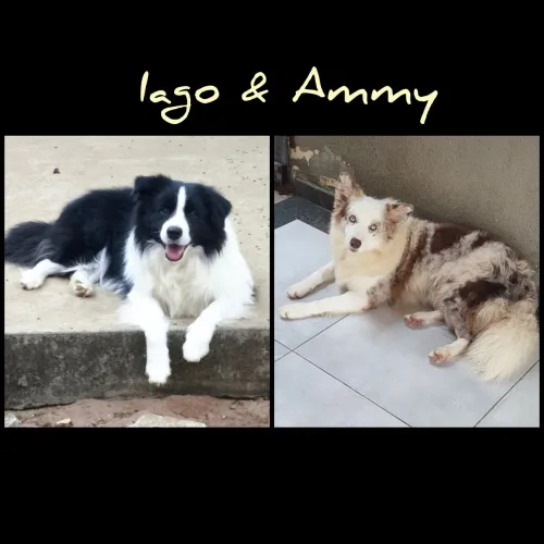 Filhote de Border Collie
