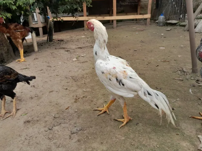 Bico curto