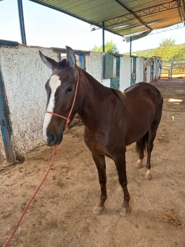Égua alazã mascarada