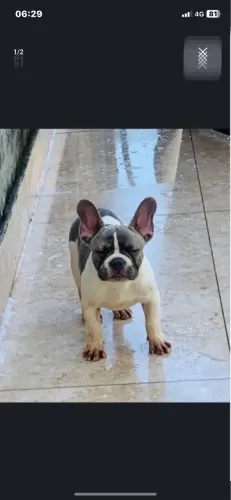 Buldogue francês