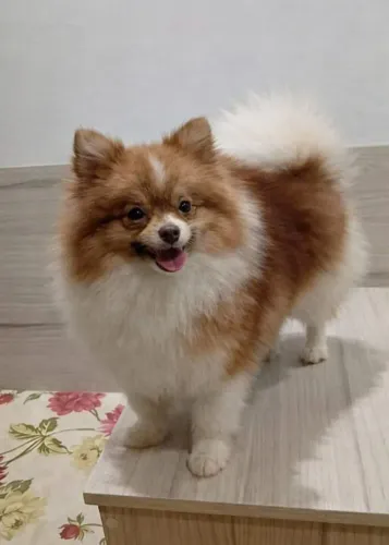 Lulu da Pomerânia