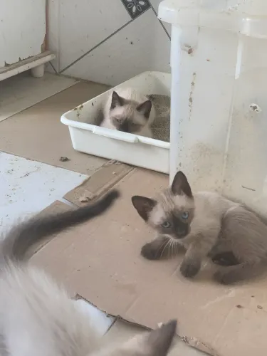 Estou doando três filhotes de gato