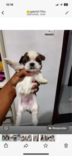 Lindos filhotes shih tzu