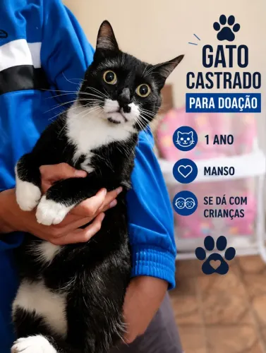 Gato 1 ano para adoção responsável