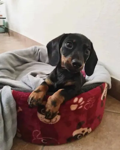 Dachshund: Filhotes para Quem Busca Companheirismo