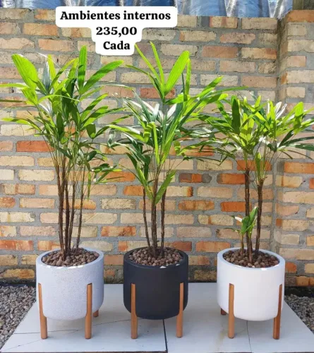 Vasos e plantas naturais completos