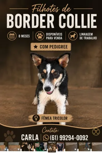 Border Collie, fêmea, 10 meses