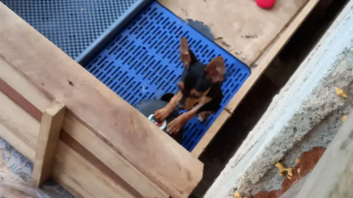 Venda filhote macho da raça pincher disponível