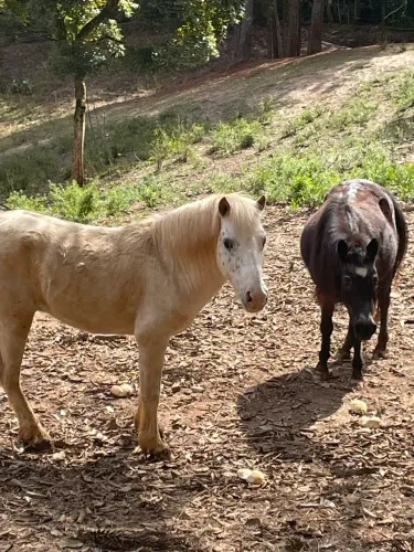 Casal de Poneis