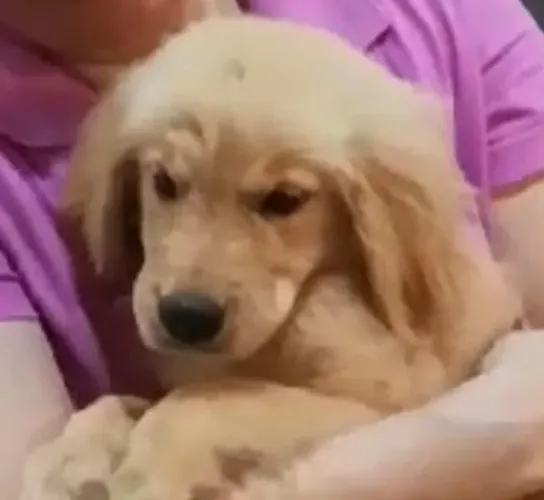 Golden retriever lindos filhotes disponiveis