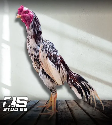 Frango índio 