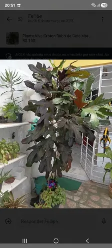 PLANTA CROTON RABO DE GALO GRANDE