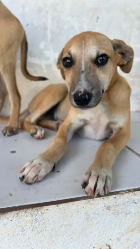 Cachorros para adoção responsável