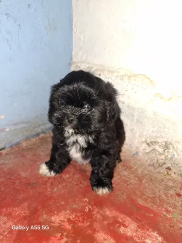 Shih tzu