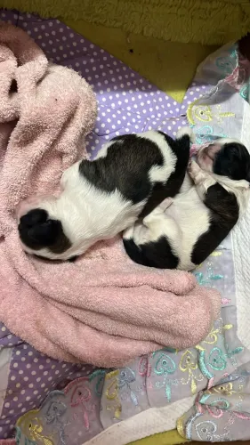 Vendo shitzu de 30 dias macho para sair logo