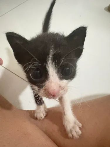 ADOÇÃO DE GATINHO RESPONSÁVEL