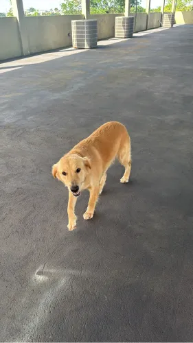 Doação de uma filhota de Golden
