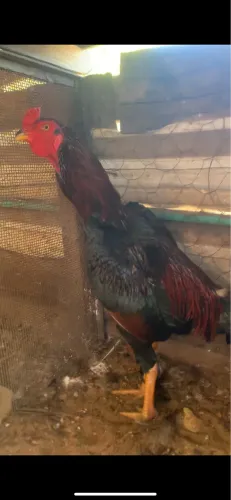 Frango