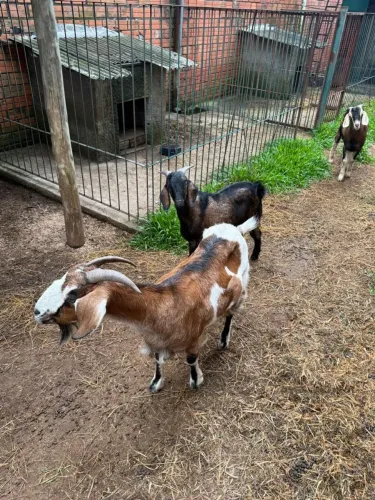 VENDO: CASAL DE CABRITOS