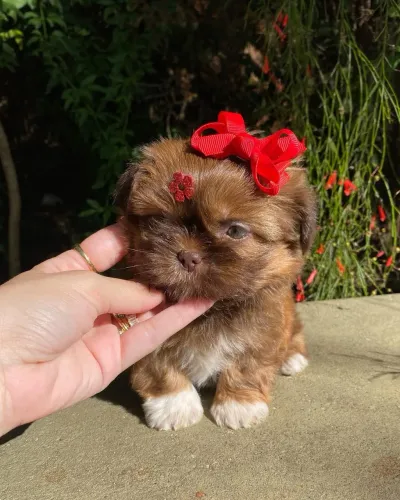 Shih tzu mini fígado 