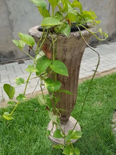 VASO de CIMENTO