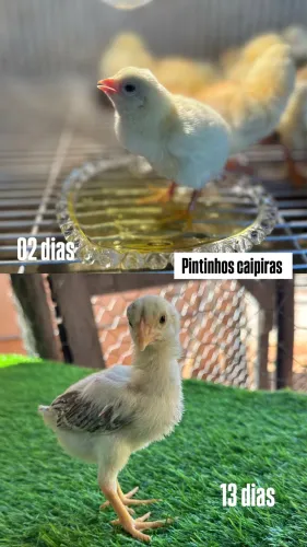 Vende-se pintinhos caipira
