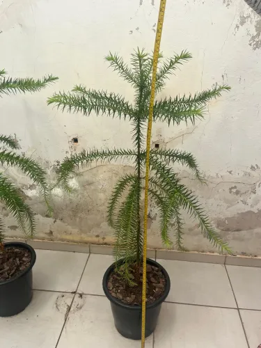 Muda de araucária