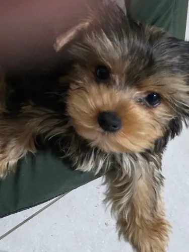 Filhote Yorkshire Terrier Macho 60 dias