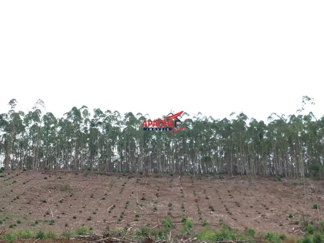 Sitio para venda na Área rural de Paula Cândido MG