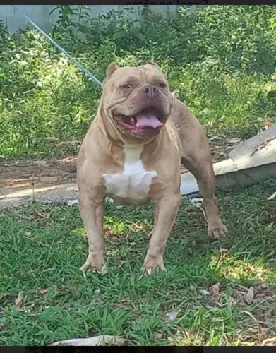Doação de pit monster