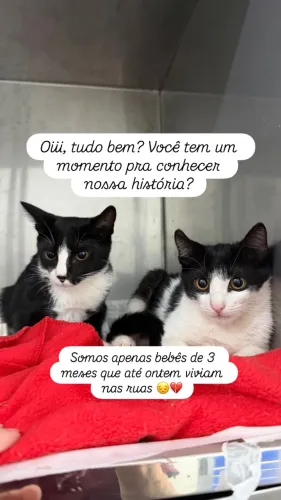 Gato