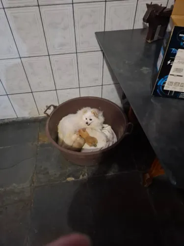 cachorro