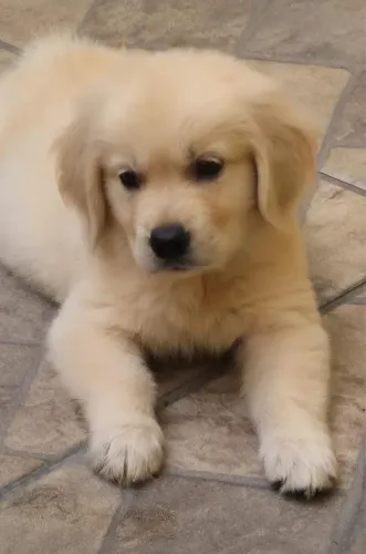 Golden -Raça indicada para quem gosta de cães de maior porte