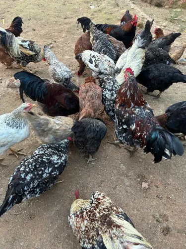 Frangos e galinhas